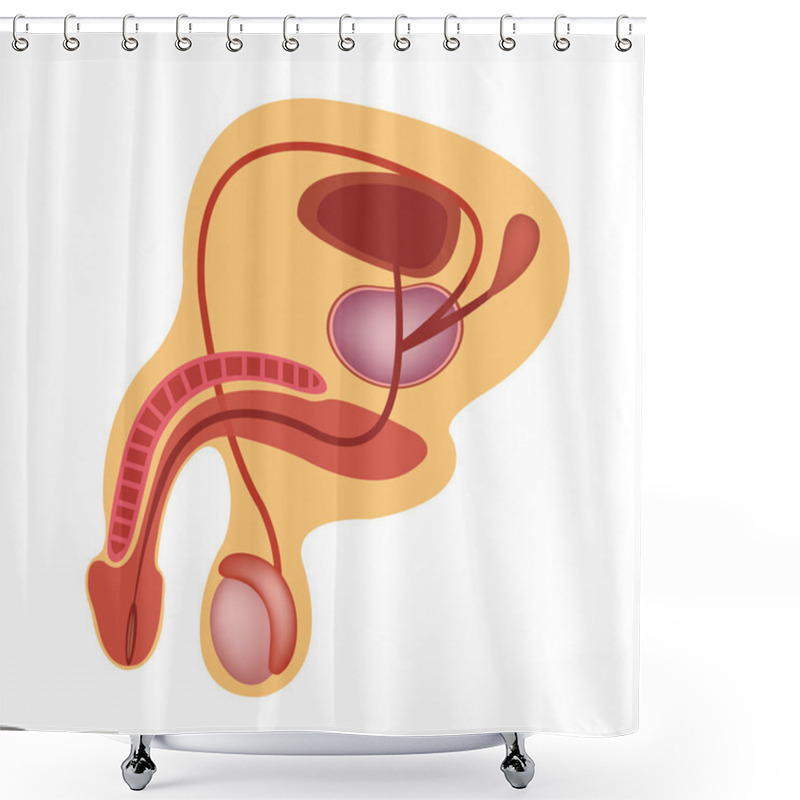 Personality  Male Reproductive System Vector Icon Shower Curtains