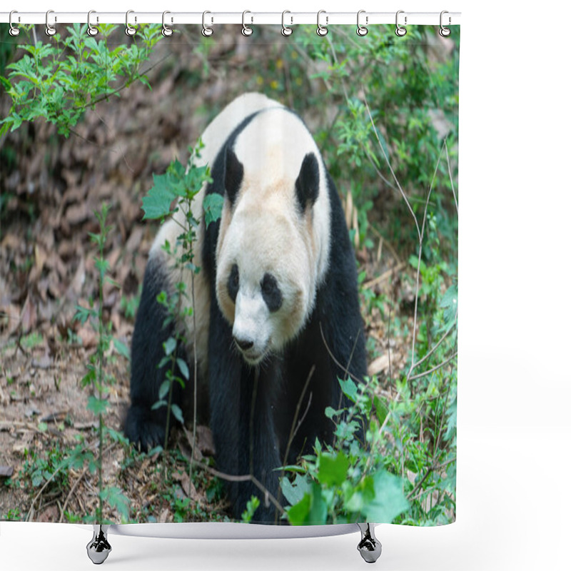 Personality  Giant Pandas Are Protected At The National Level In Chengdu Breeding Base In Sichuan Province, China  Shower Curtains