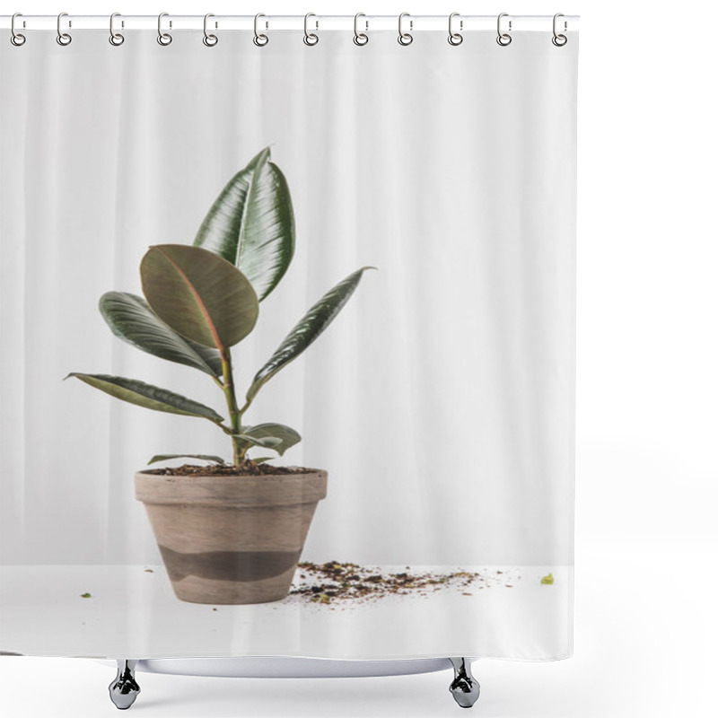 Personality  Close-up View Of Beautiful Green Ficus In Pot And Soil On White Shower Curtains