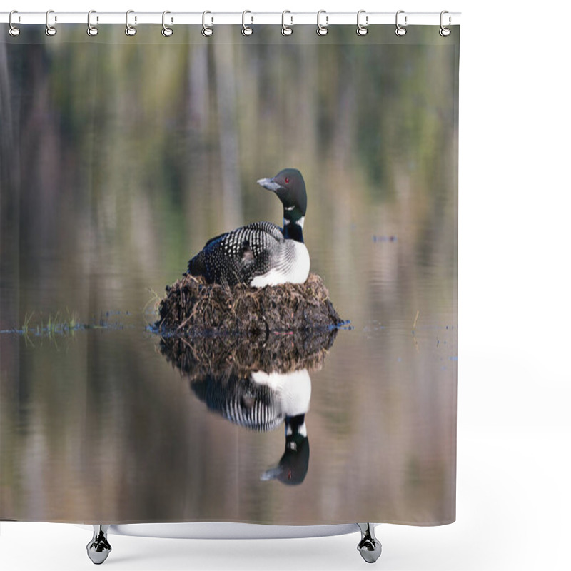 Personality  Loon Nesting On Its Nest With Marsh Grasses, Mud And Water By The Lakeshore In Its Environment And Habitat Displaying Red Eye, Black And White Feather Plumage, Greenish Neck With Body Reflection.  Loon On Nest. Loon In Wetland. Loon On Lake Image.Pic Shower Curtains