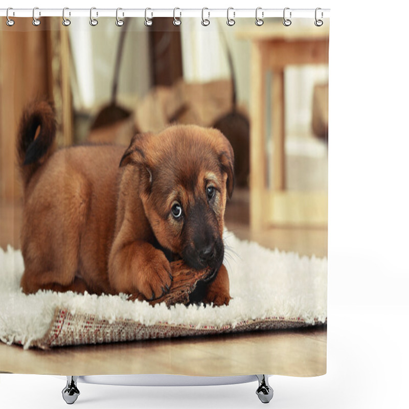 Personality  Cute Puppy Lying On Carpet Shower Curtains