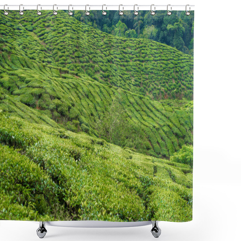 Personality  Tea Plantations Cameron Valley. Green Hills In The Highlands Of Malaysia. Tea Production. Green Bushes Of Young Tea Shower Curtains