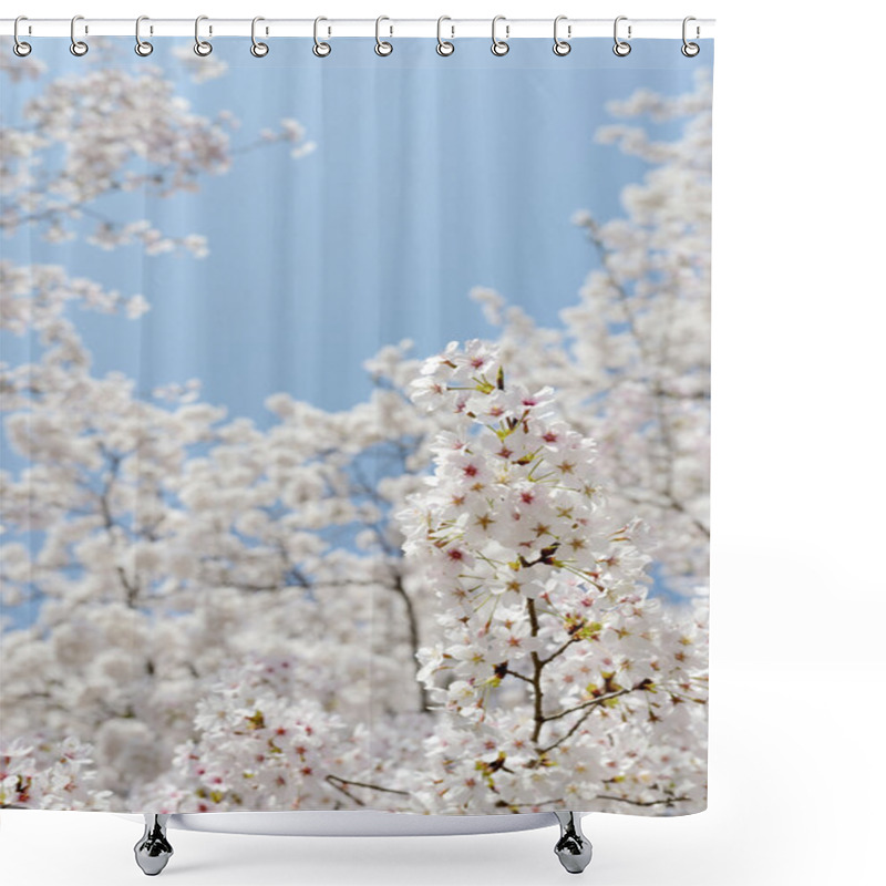 Personality  Blooming Cherry Tree Shower Curtains