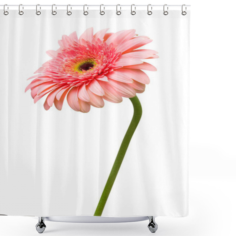 Personality  Pink Gerbera Flower Shower Curtains