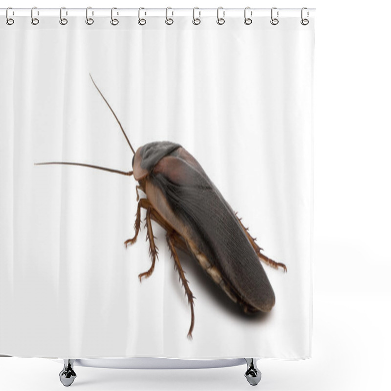 Personality  Dubia Cockroach, Blaptica Dubia, In Front Of White Background Shower Curtains