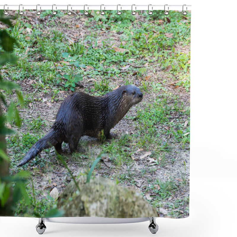 Personality  Otter Animal Walking On Ground Displaying Its Brown Fur In Its Surrounding And Environment. Shower Curtains