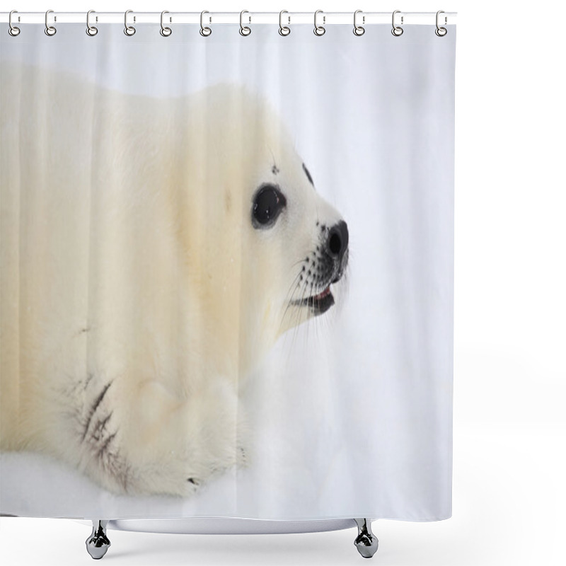 Personality  Baby harp seal pup shower curtains