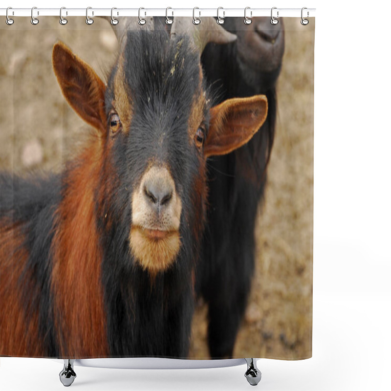 Personality  The Cameroon Goat Or African Pygmy Goat Is A Breed Of Miniature Domestic Goat. Shower Curtains