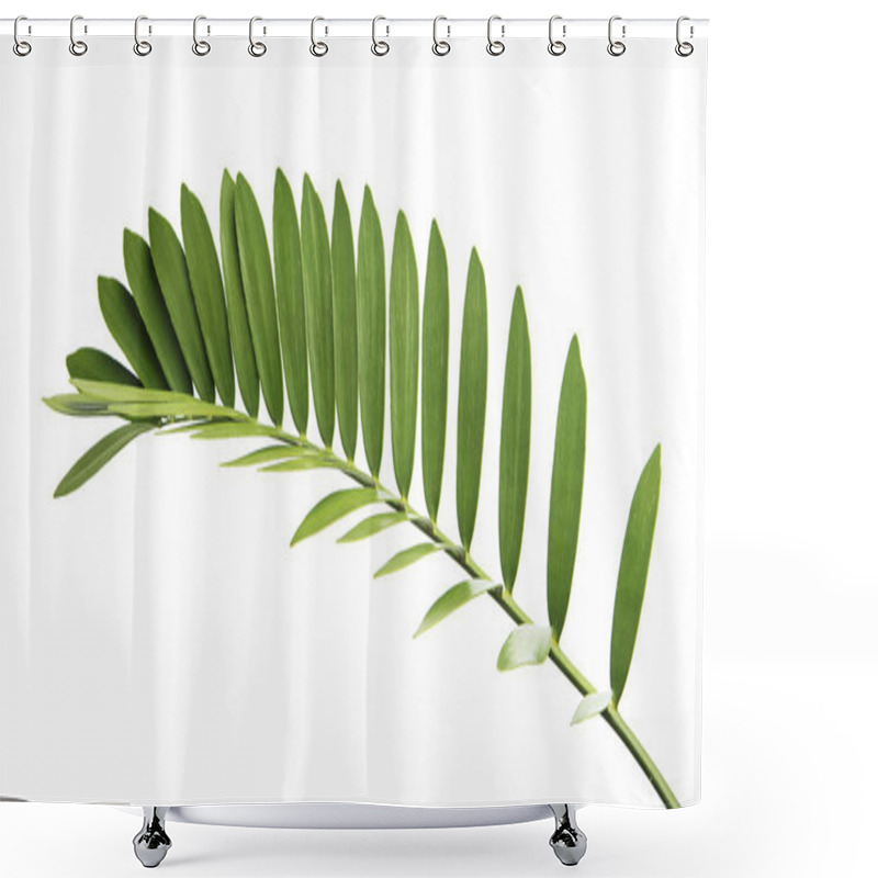 Personality  Cardboard Palm Or Zamia Furfuracea Or Mexican Cycad Leaf  Isolated On White Background, With Clipping Path Shower Curtains