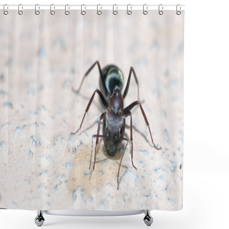 Personality  Honey Pot Ants Shower Curtains