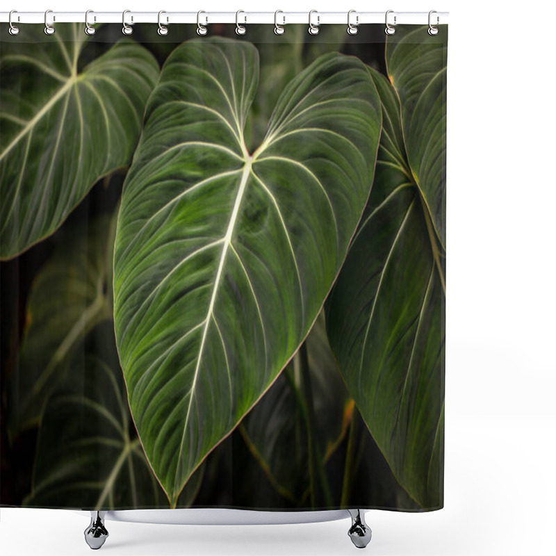 Personality  View Of Tropical Philodendron Melanochrysum Plant. Photography Of Lively Nature. Shower Curtains