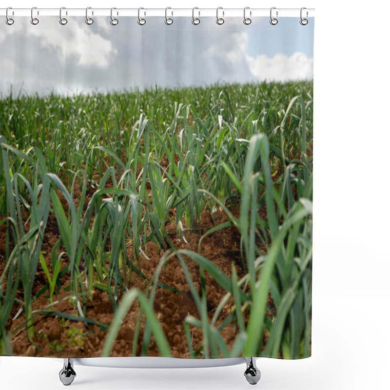 Personality  Close Up View Of Organic Leeks In Rural Field Under Cloudy Blue Sky Shower Curtains