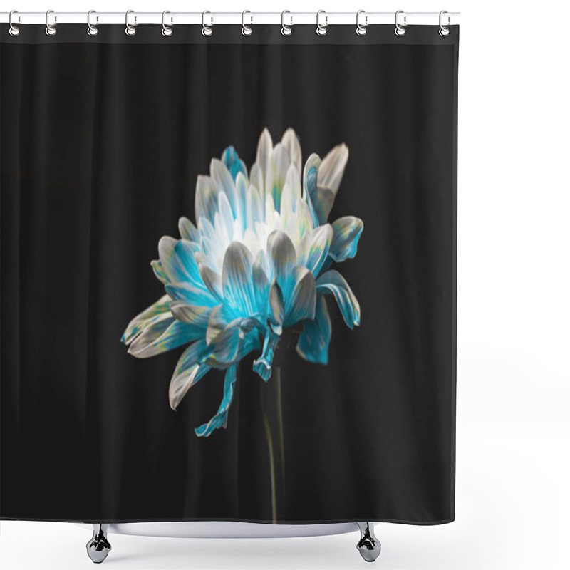 Personality  Studio Shot Of Pure Blue And White Daisy Flower, Isolated On Black Shower Curtains