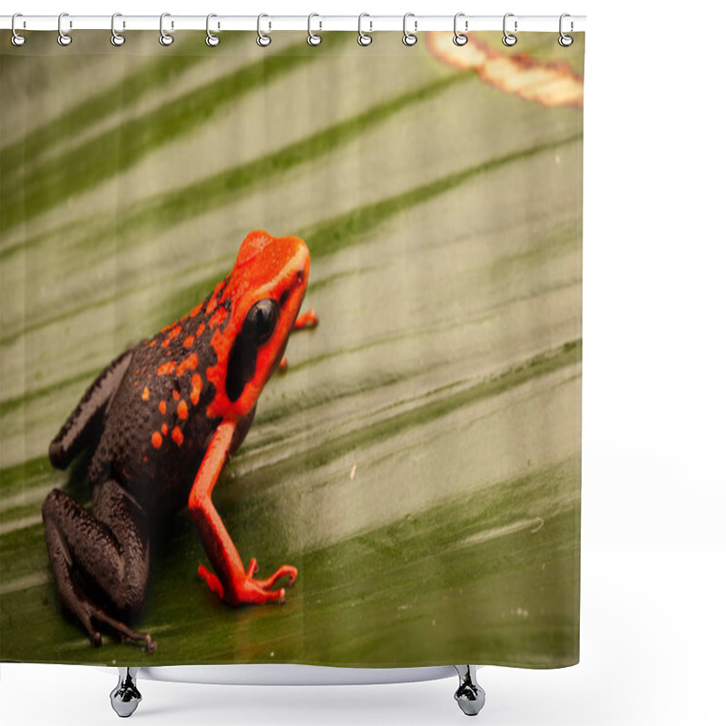 Personality  Orange Poison Dart Frog, Ameerega Silverstonei.  A Tropical Rain Forest Animal From The Amazon Jungle In Peru. Shower Curtains