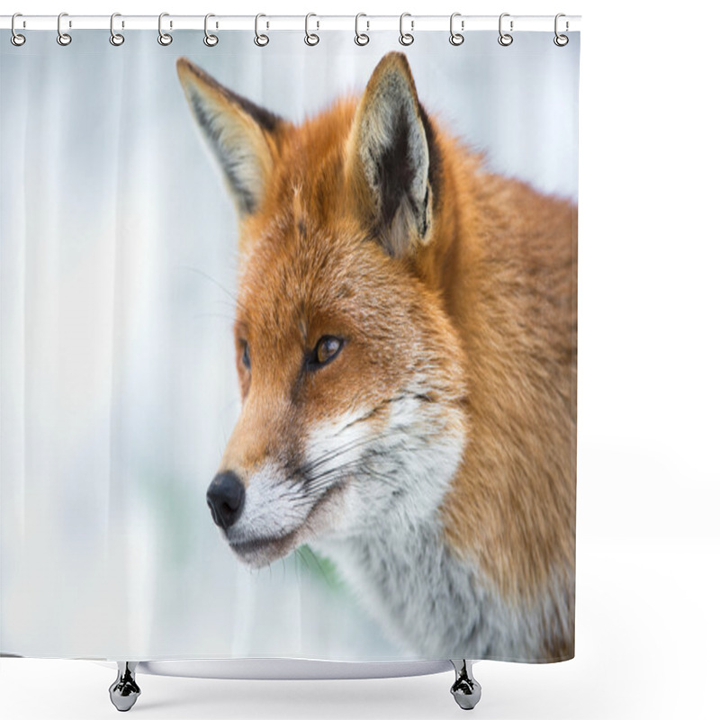 Personality  Close Up Of Fox In Snow Shower Curtains