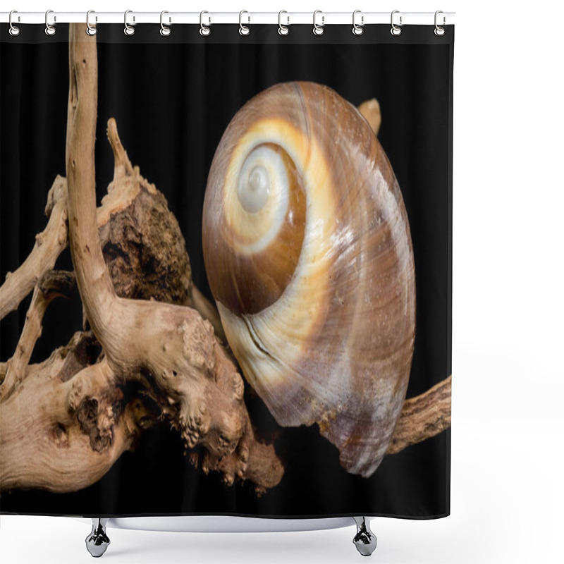 Personality  A Polished Brown Moon Snail Shell With Subtle Cream And White Spirals, Resting Elegantly On Textured Driftwood Against A Stark Black Background, Showcasing Its Natural Beauty And Smooth Finish Shower Curtains