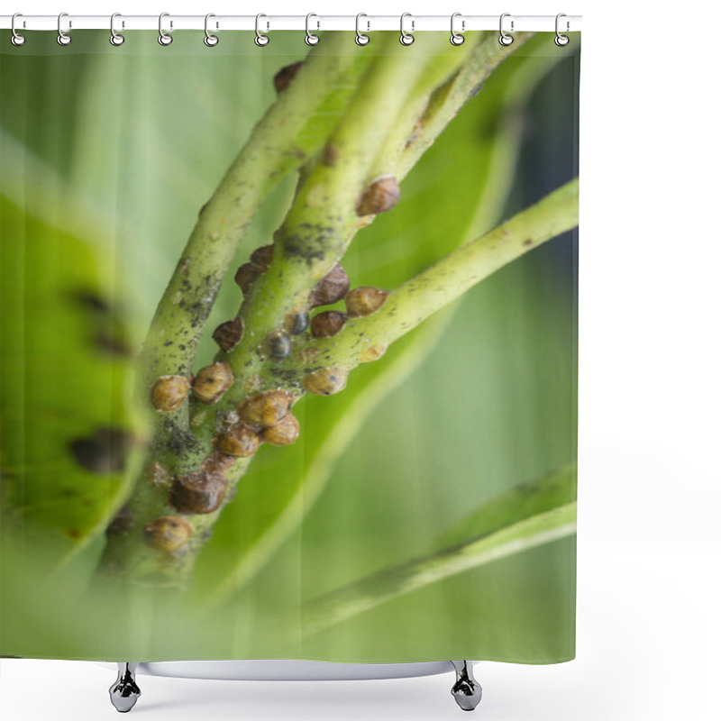 Personality  Macro Shot Of Many Tiny Tortoise Scale Insect. Shower Curtains