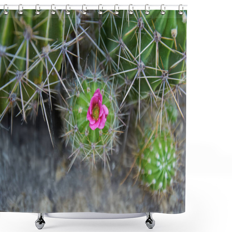 Personality  A Green Cactus With Large Spines And A Pink Flower. Blooming Cactus. Close-up. Shower Curtains