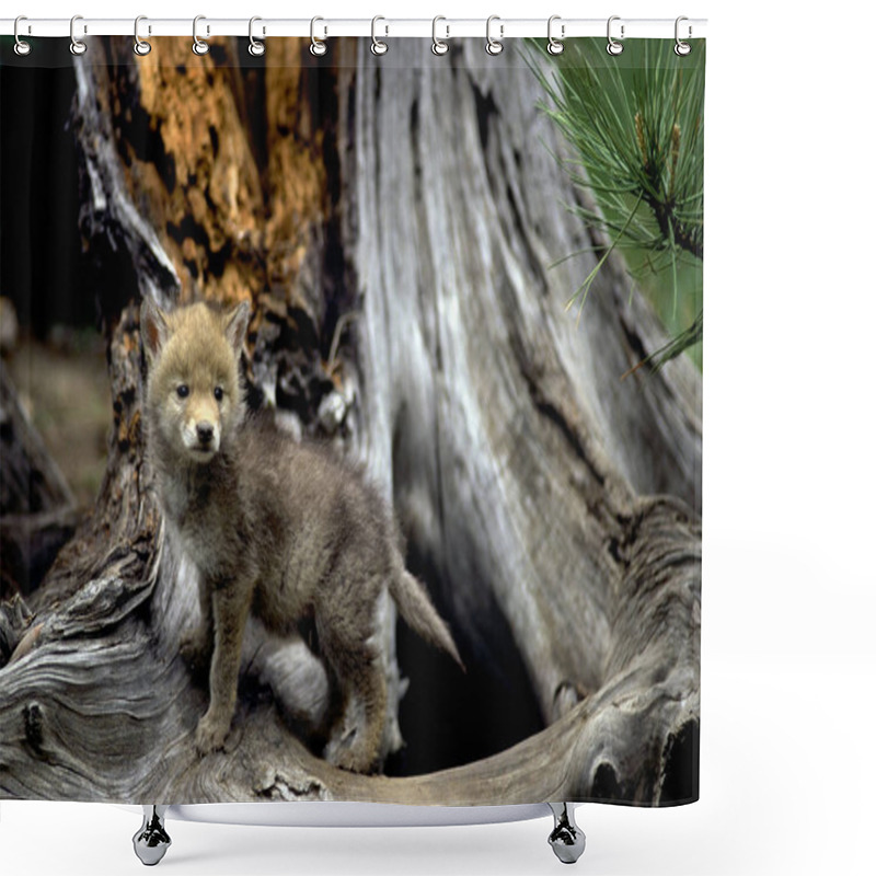 Personality  Curious Coyote Pup At The Base Of A Tree. Shower Curtains