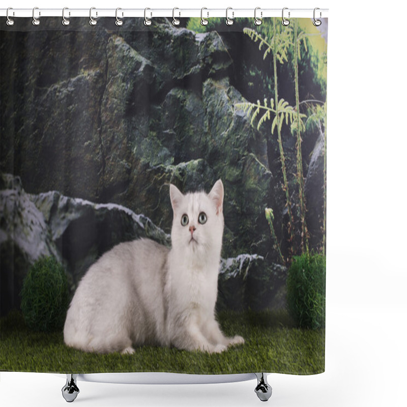 Personality  British Silver Cat In The Mountains Shower Curtains