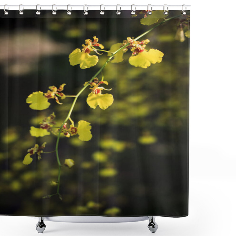 Personality  Branch Of Yellow Tropical Orchid Flower In Wild Nature With Blur Background Use For Background Or Backdrop Natural Theme Shower Curtains