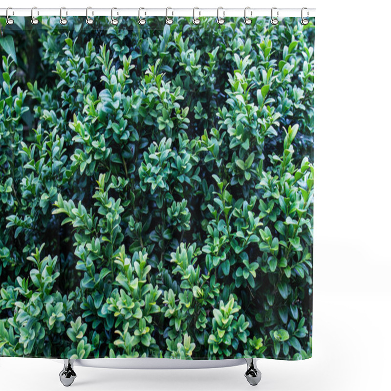 Personality  Texture With Lavish Green Shiny Foliage. Top View Of Decorative Garden Plants. Good For Background. Shower Curtains