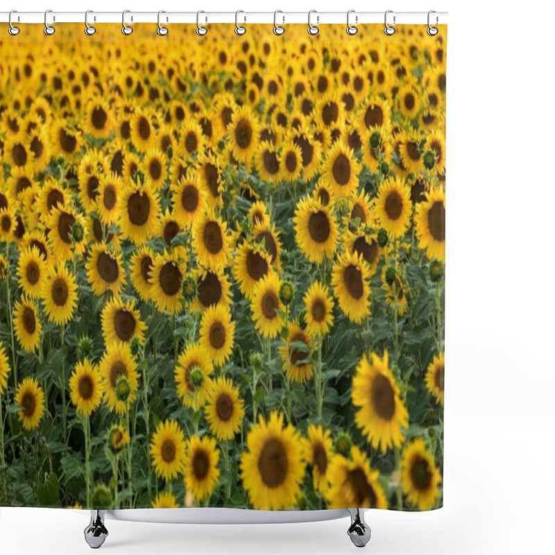 Personality  Sunflowers Field Near Arles  In Provence, France Shower Curtains