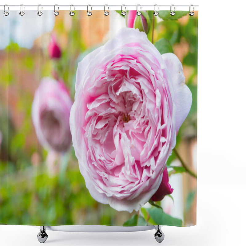 Personality  Soft Pastel Pink Layered Roses Shower Curtains