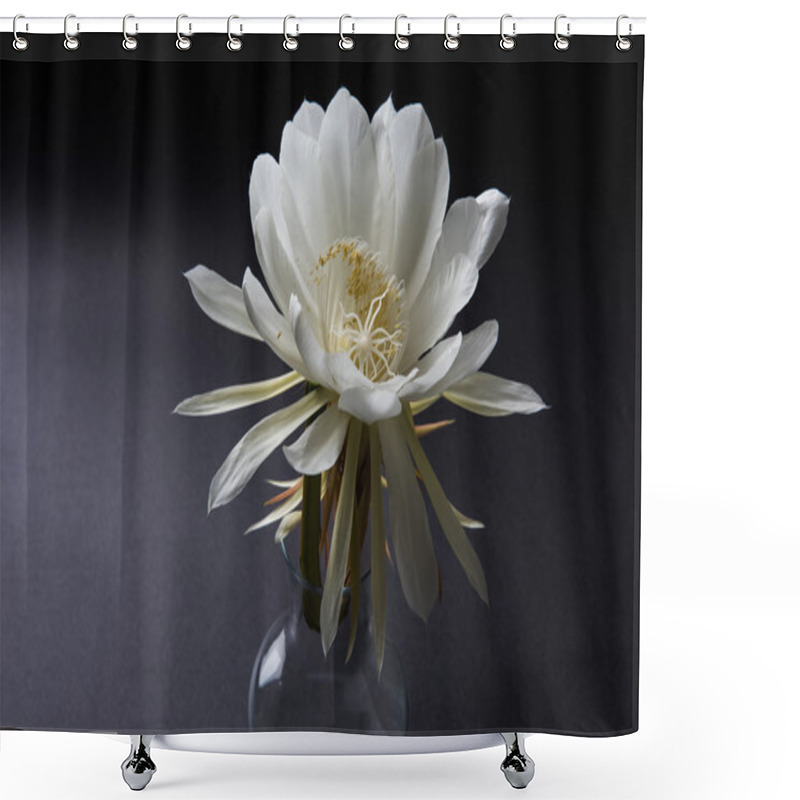 Personality  Saussurea Obvallata / Brahma Kamal Flower Or White Lotus, It Is Native To The Himalayas And Uttarakhand, India, Isolated Shower Curtains