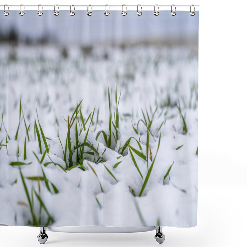 Personality  Wheat Field Covered With Snow In Winter Season. Winter Wheat. Green Grass, Lawn Under The Snow. Harvest In The Cold. Growing Grain Crops For Bread. Agriculture Process With A Crop Cultures. Shower Curtains