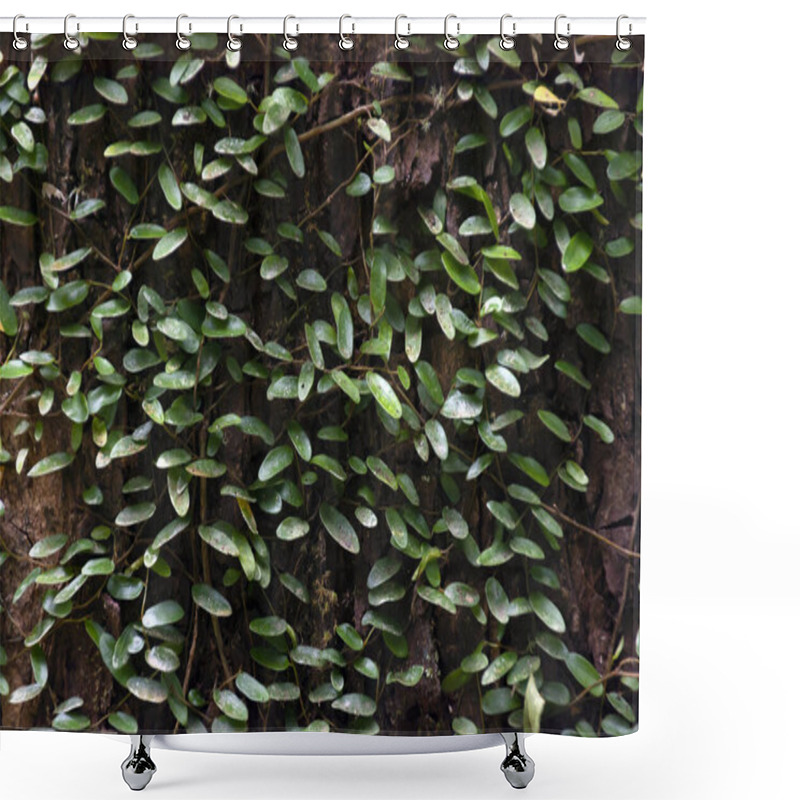 Personality  Liana On A Tree In A Tropical Forest Close-up. For Background Shower Curtains