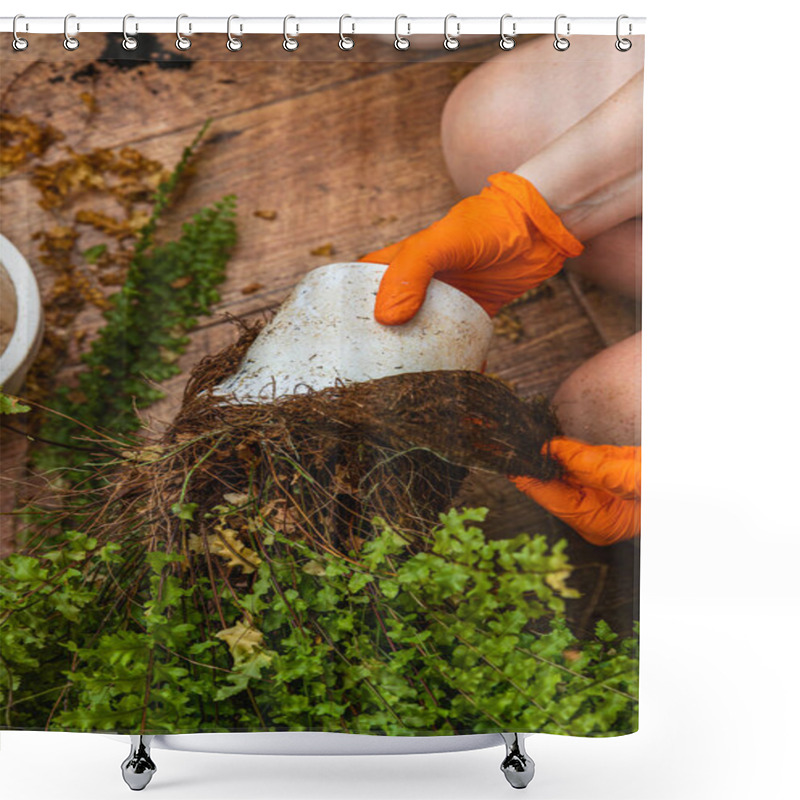 Personality  Hands In Orange Gloves Gently Repot Flowerpots Filled With Ferns, Carefully Removing Tangled Roots. Bright Sunlight Illuminates A Wooden Surface, Enhancing The Green Of The Plants. Shower Curtains