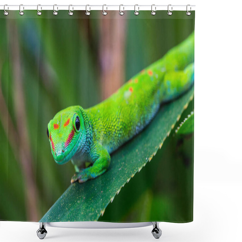 Personality  Close-up Madagascar Giant Day Gecko (phelsuma Grandis) On Green  Shower Curtains