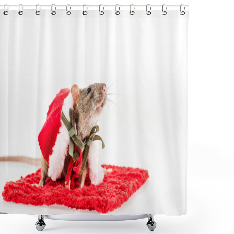 Personality  Rat In Costume On Red Carpet On White Background In New Year  Shower Curtains