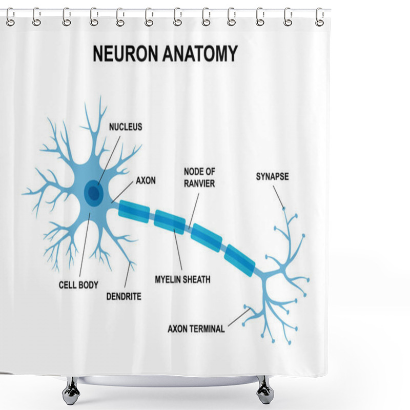 Personality  Vector Infographic Of Neuron Anatomy. Medical Chart Human Neuron Structure Illustration. Synapses, Myelin Sheat, Cell Body, Nucleus, Axon And Dendrites Scheme. Anatomy Of Nerve Cell Diagram Shower Curtains