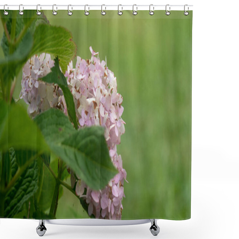 Personality  A Closeup Shot Of A Hydrangeas Flowers In A Green Big Park Shower Curtains