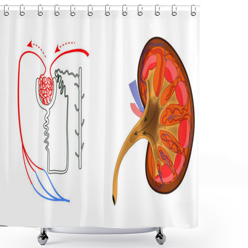 Personality  The Kidney And Nephron Shower Curtains