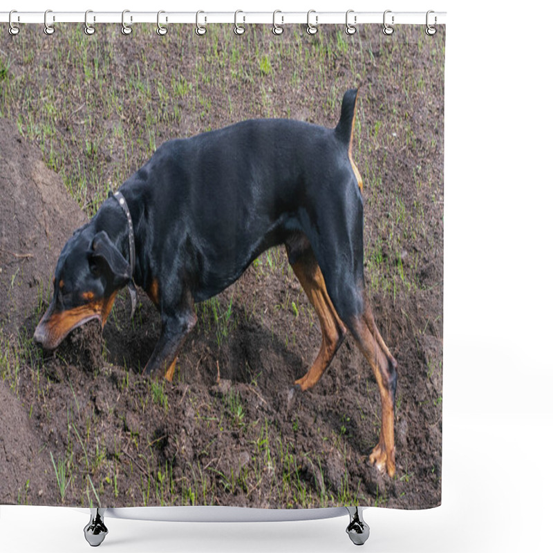 Personality  A Doberman Dog Digs Its Paws And Teeth With Pieces Of Soil In Search Of A Rodent Or Ground Squirrel, In The Field In Early Autumn. The Teeth Are Lumpy Of Earth. Shower Curtains