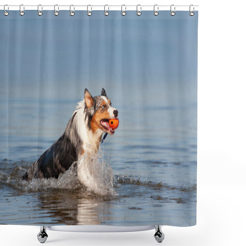 Personality  Dog, Australian Shepherd Retrieving Ball From Water At A Lake Or Sea In Sunshine And Blue Sky Shower Curtains