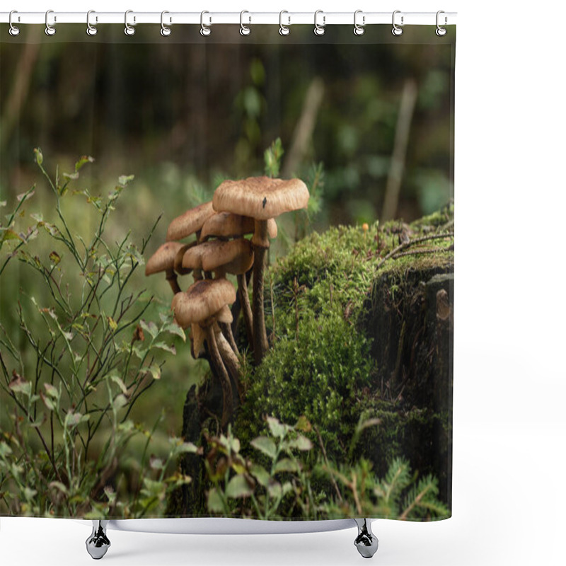 Personality  Beautiful Mushroom In The Forest Shower Curtains