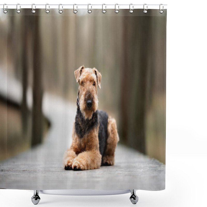 Personality  Airedale Terrier Dog Lying Down On A Wooden Trail In The Forest Shower Curtains