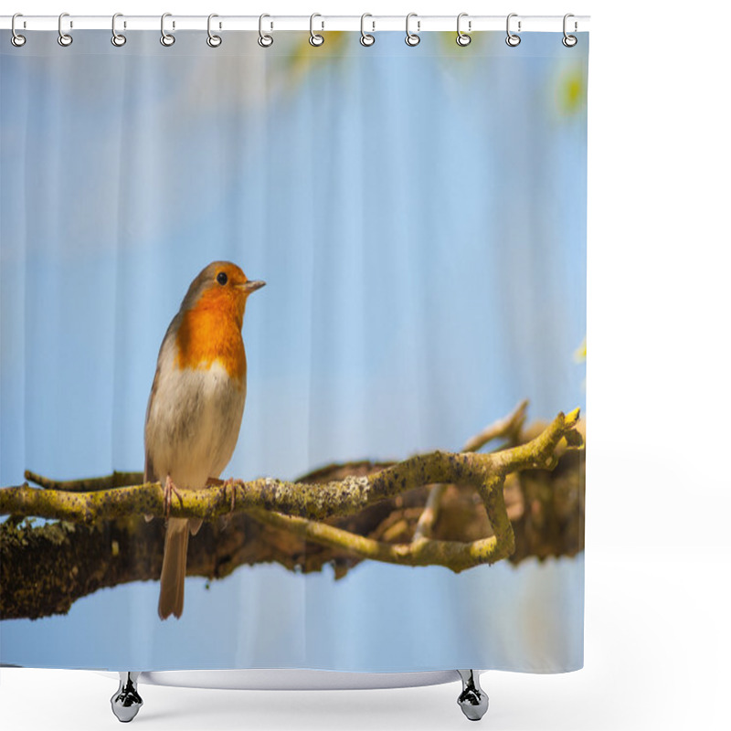 Personality  Red Robin Bird Perched In The Shade Shower Curtains