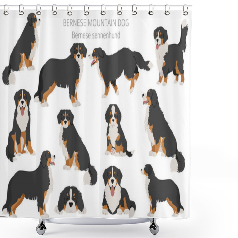 Personality  Bernese Mountain Dog Infographic. Different Poses, Bernese Sennenhund Puppy.  Vector Illustration Shower Curtains