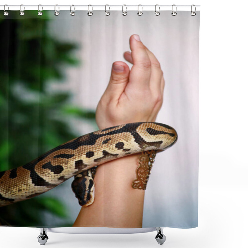 Personality  Female Hands With Royal Python Snake. Woman Holds Ball Python Snake In Hands With Jewelry. Exotic Tropical Cold Blooded Reptile Animal, Python Regius Non Poisonous Species Of Snake. Pet Home Concept. Shower Curtains