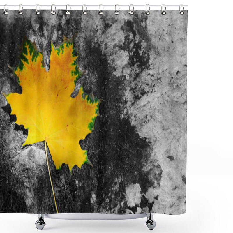 Personality  Yellow Autumn Maple Leaf Isolated On A Gray Background. Shower Curtains