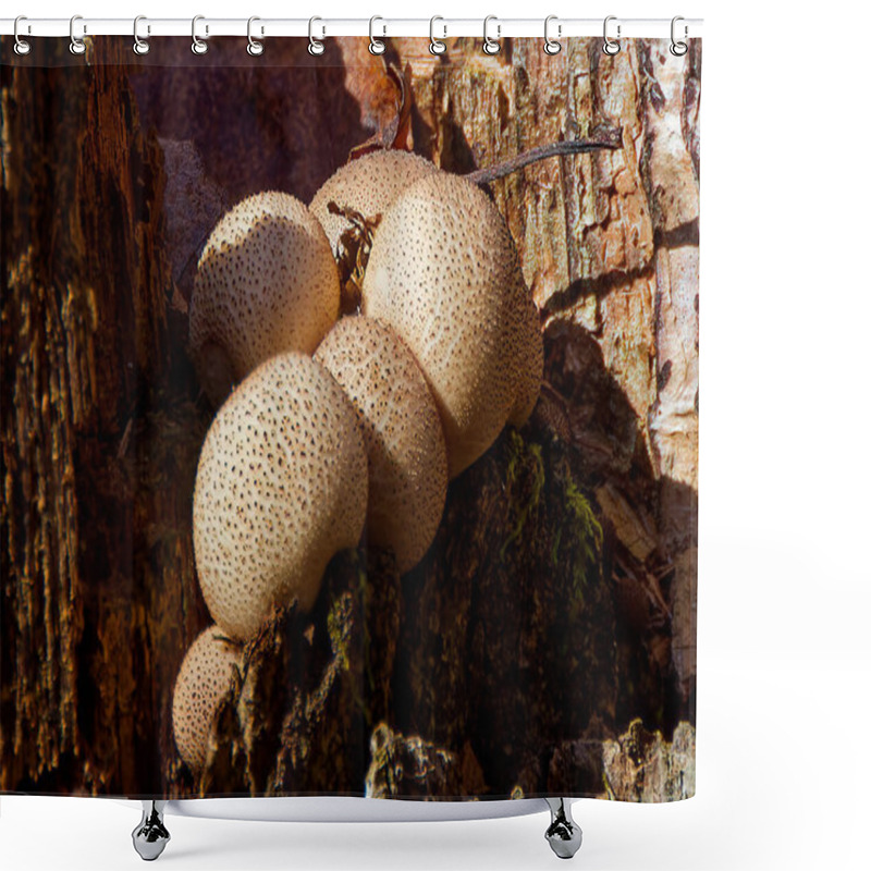 Personality  The Common Earthball (Scleroderma Citrinum), Commonly Known As  Pigskin Poison Puffball Or Common Earth Ball Shower Curtains