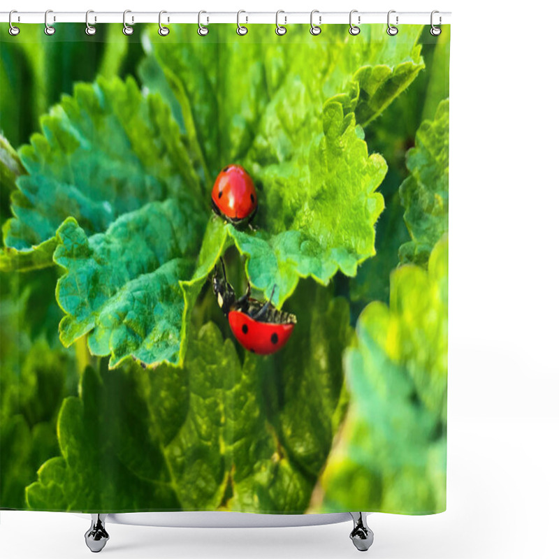 Personality   Lady Bugs On A Leaf On Springtime Shower Curtains