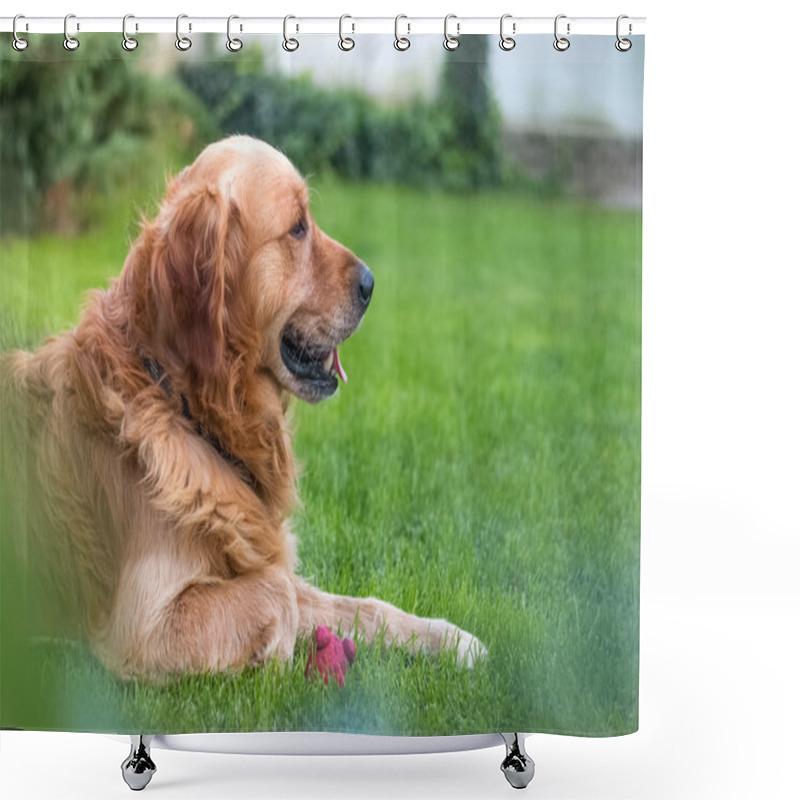 Personality  Golden Retriever Side View Shower Curtains