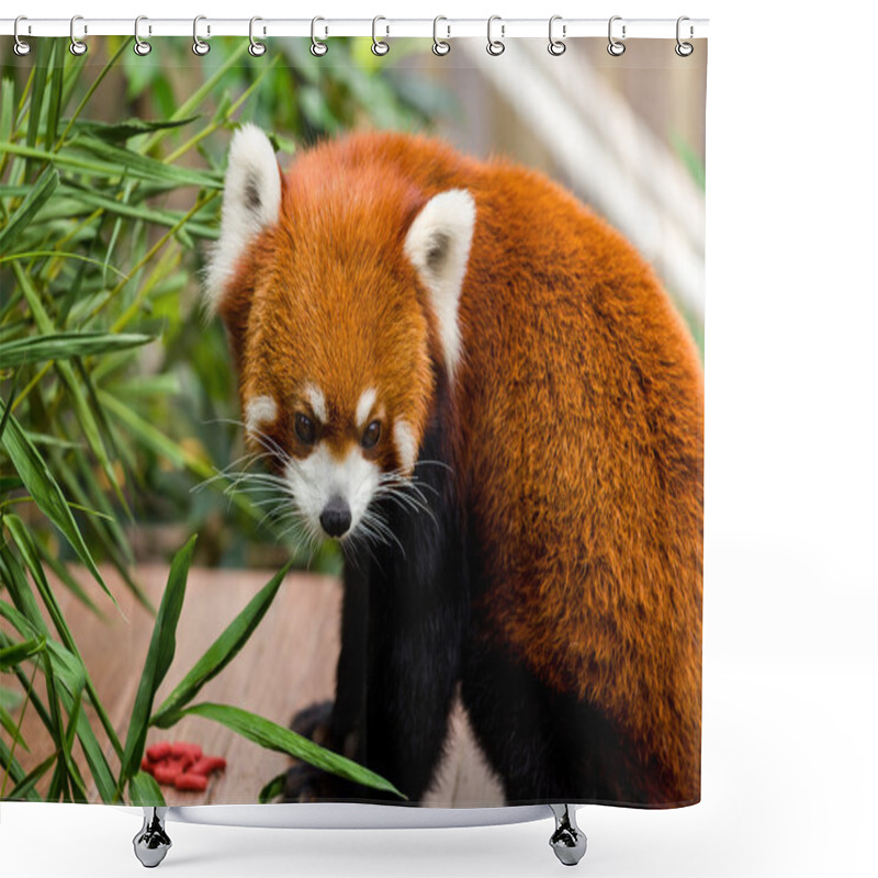 Personality  Red Panda Sitting On Table Shower Curtains