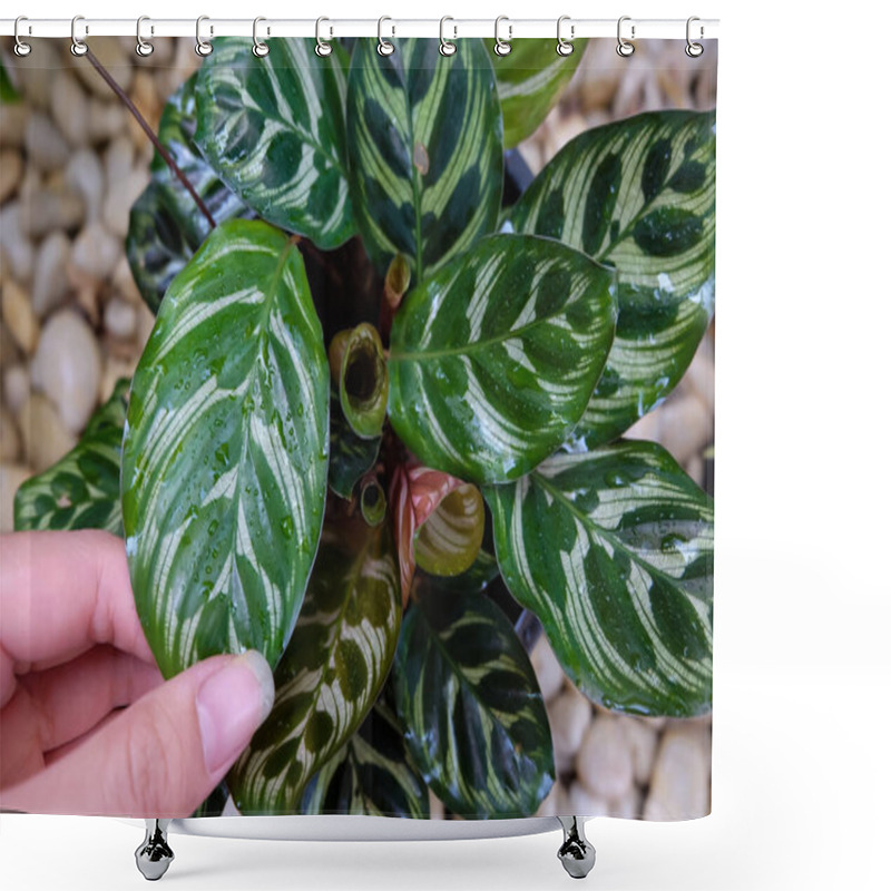 Personality  Calathea Makoyana E. Morren, Beautiful Leaves, Air Purifier Plant, Natural Background. Shower Curtains